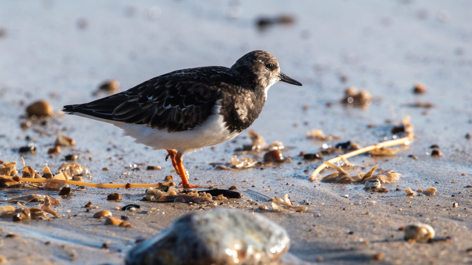 هورسي غاب جوهرة بريطانية بين أجمل شواطئ أوروبا 2026 