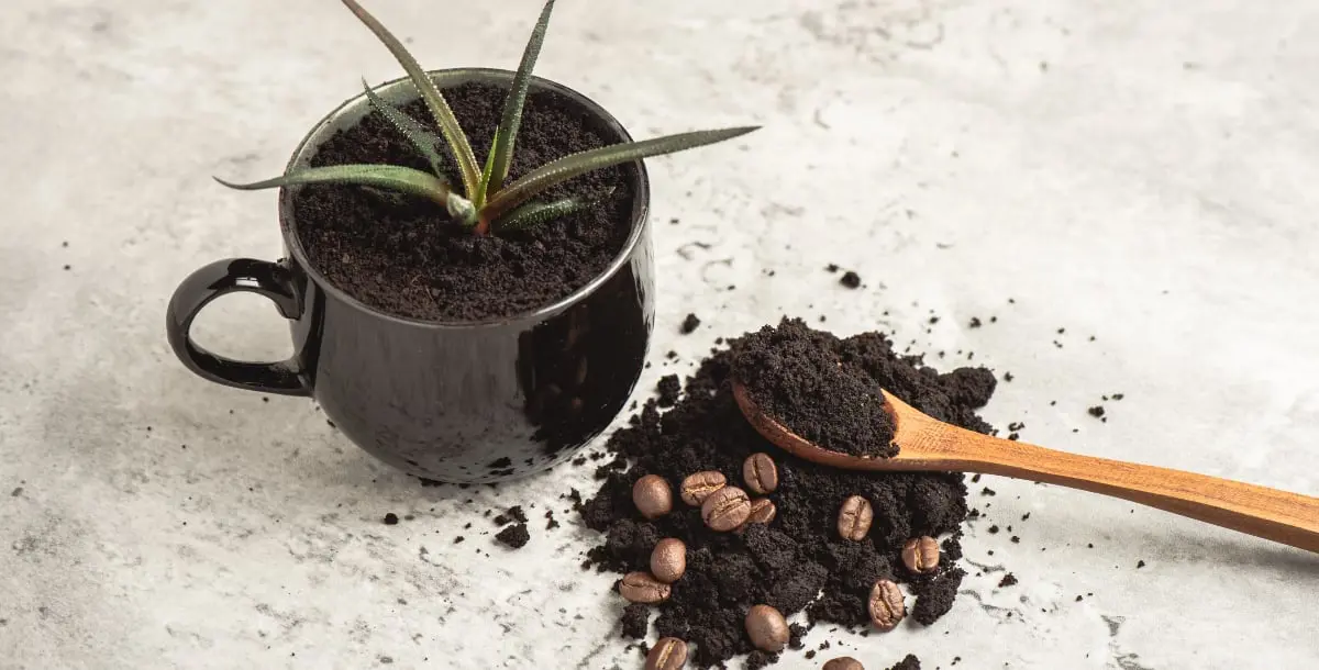 وضع مسحوق القهوة على تربة النباتات.. ما حقيقة فوائده؟
