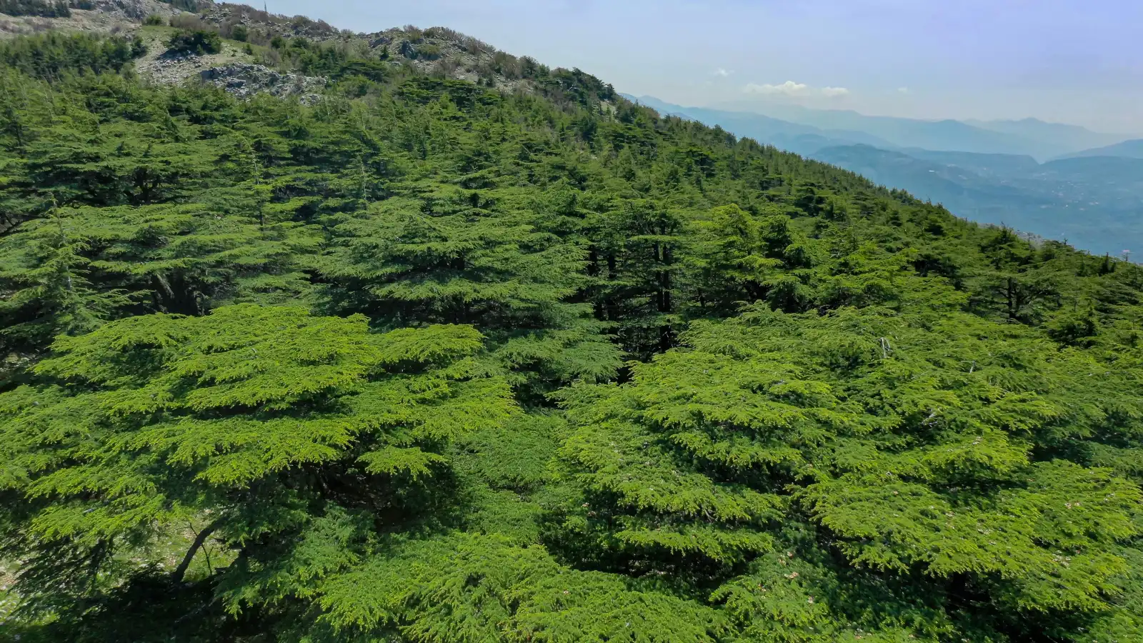 محمية أرز الشوف (لبنان) 
