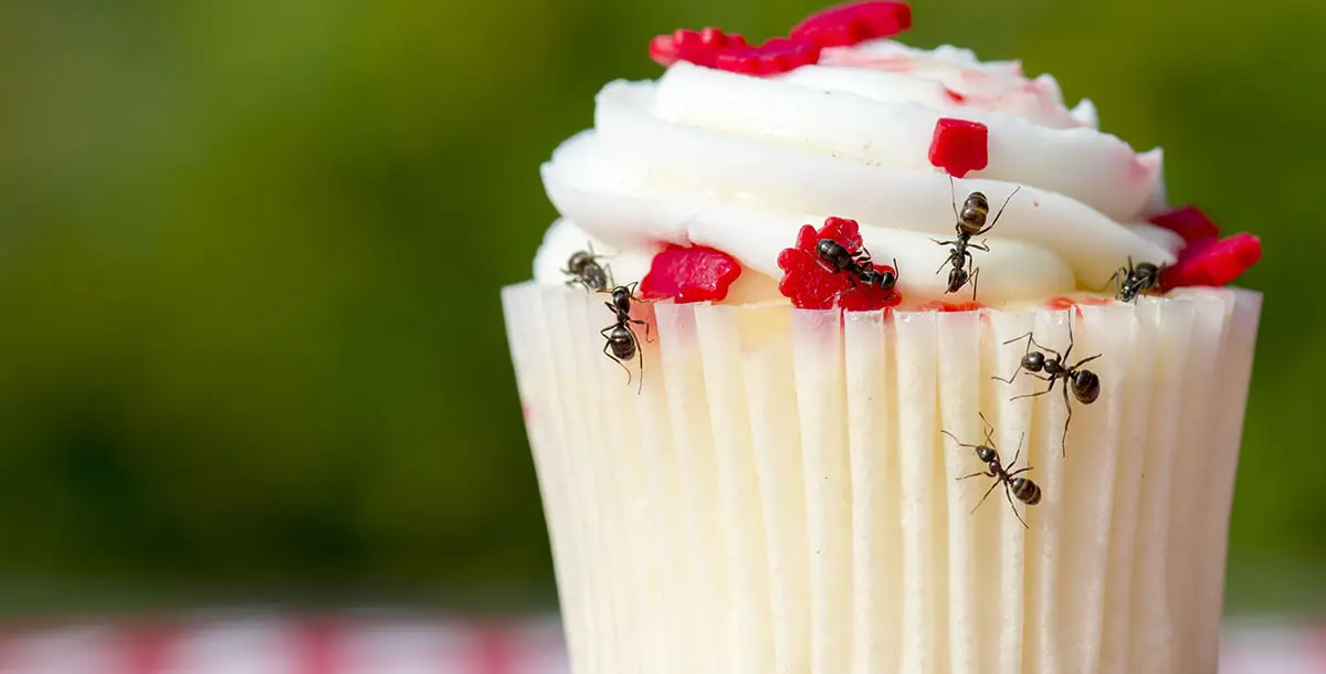 صالون تجميل يستخدم "النمل الحي" كصيحة جديدة في عالم الأظافر!