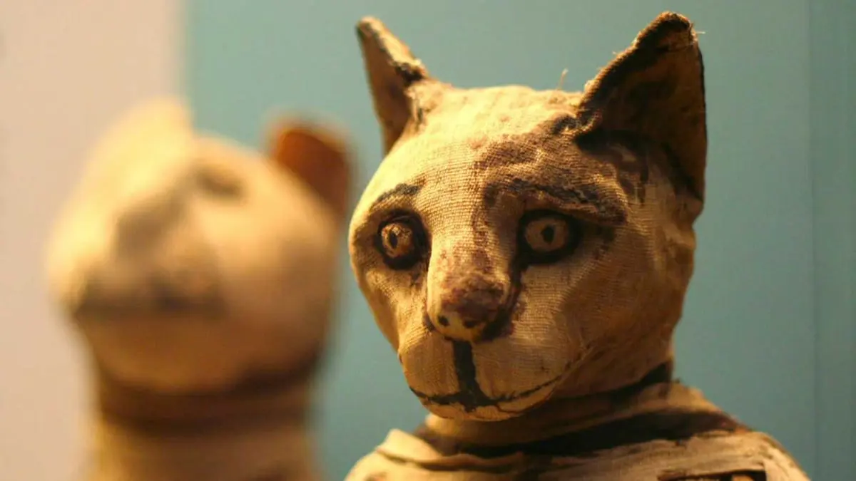 مومياوات حيوانات مصرية.. تكشف أسرارها تحت الماسح الضوئي