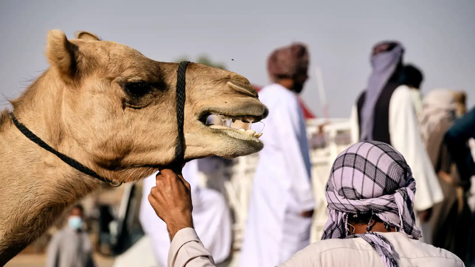 سوق الجمال بالعين وجهة سياحية تحكي عراقة التراث