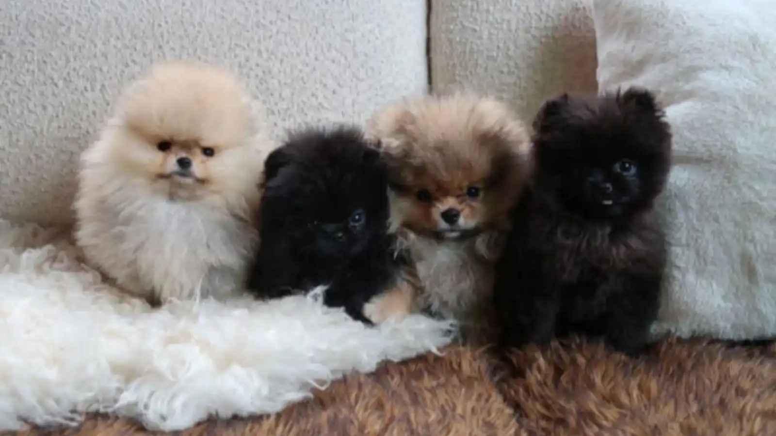 هدية غير متوقعة من كيم كارداشيان لأولادها في عيد الميلاد | فوشيا