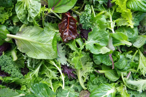 Leaf vegetable