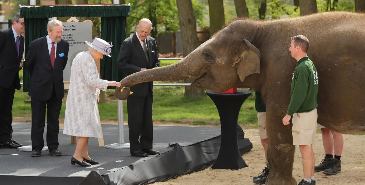 ما علاقة الملكة إليزابيث بهذا الفيل الضخم؟
