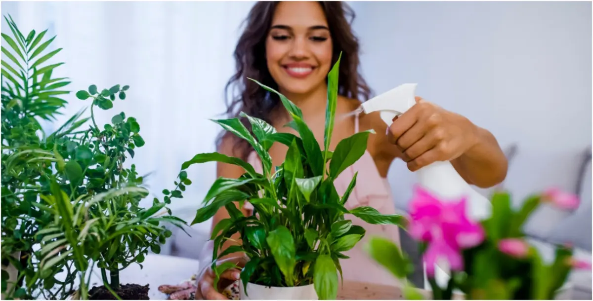 5 نباتات تساعد على تنقية هواء منزلك!