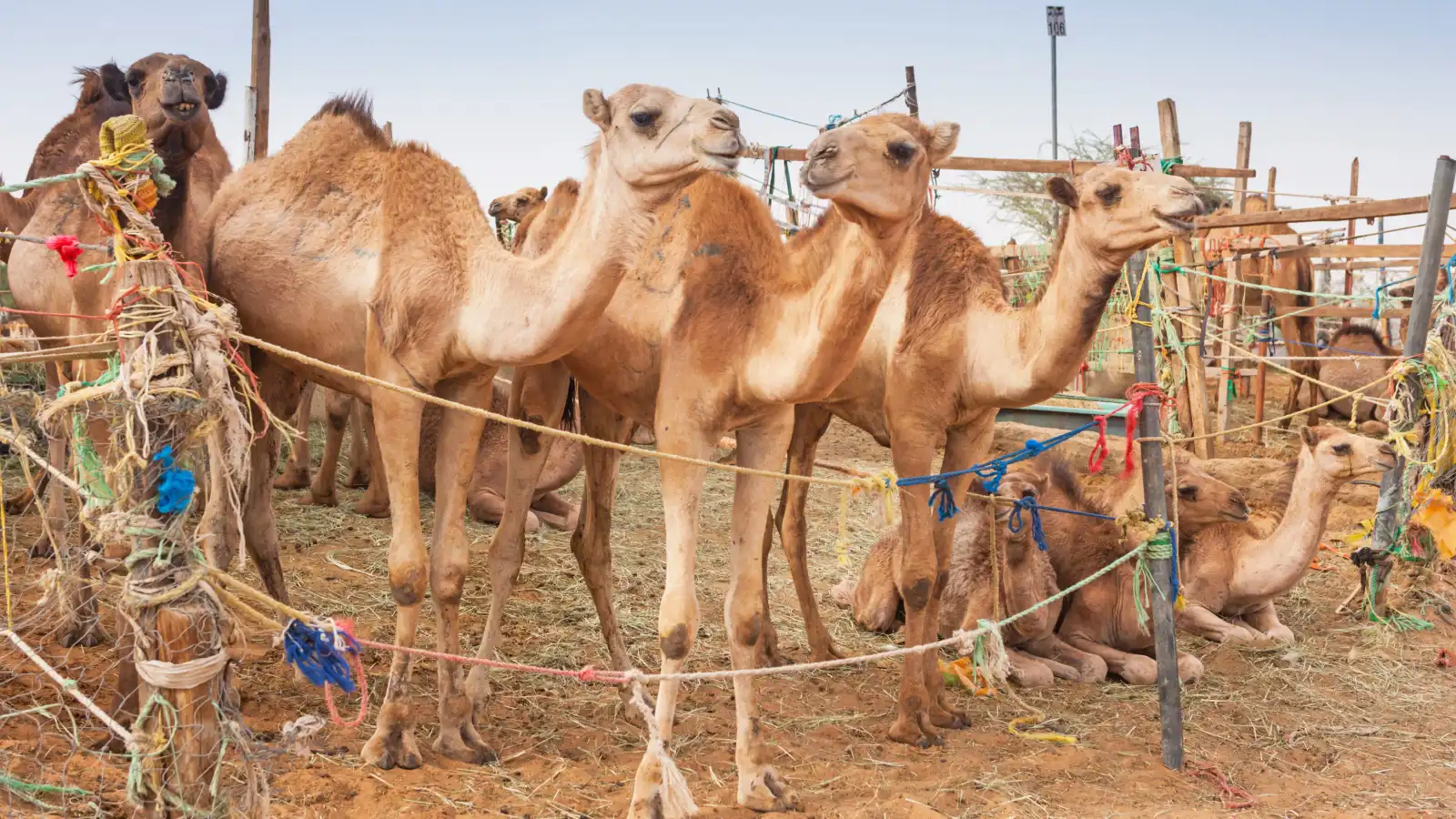 سوق الجمال بالعين وجهة سياحية تحكي عراقة التراث