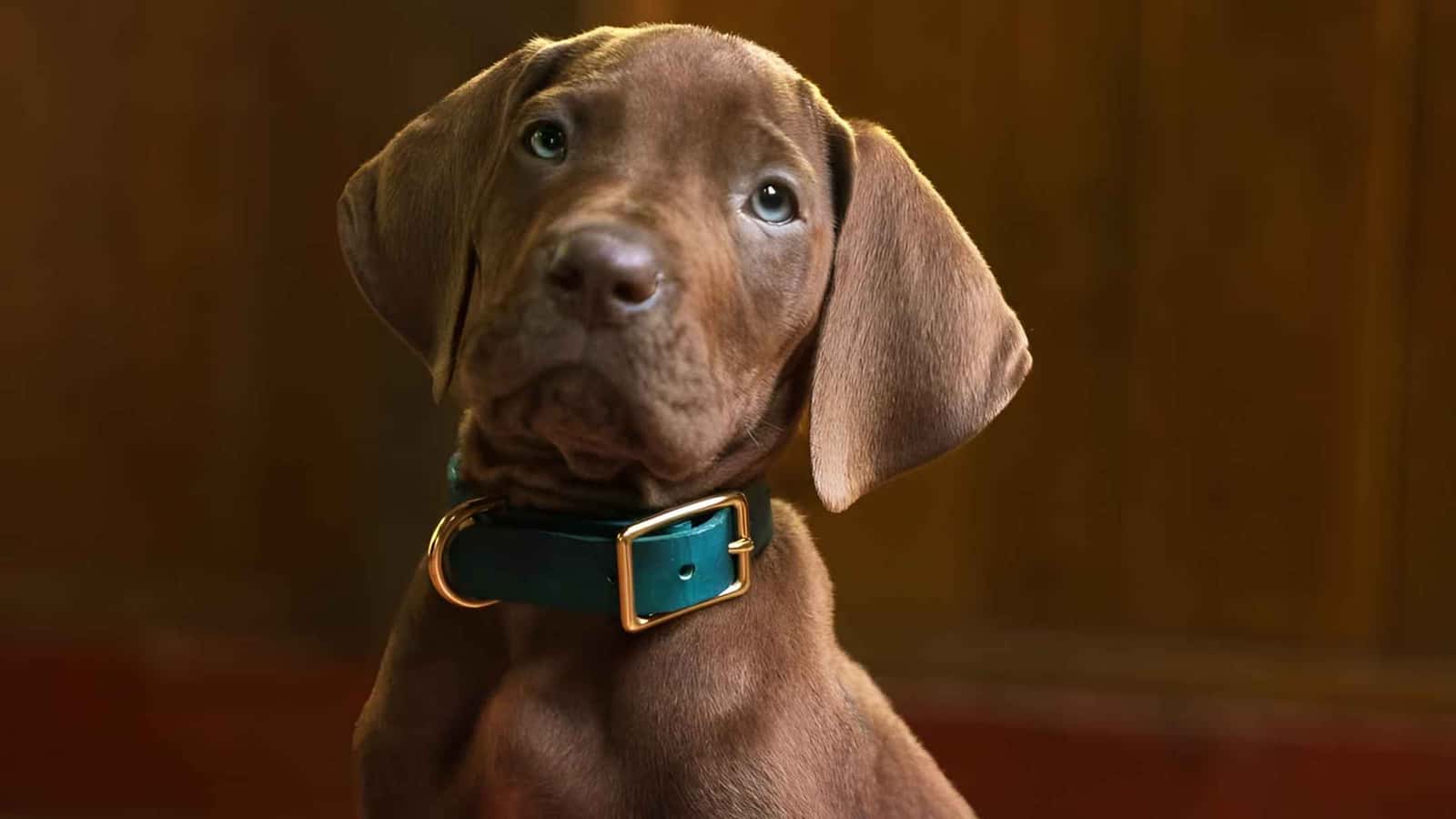 "نتفليكس" تشوق الجمهور لـ Scooby-Doo: Origins بنظرة أولى