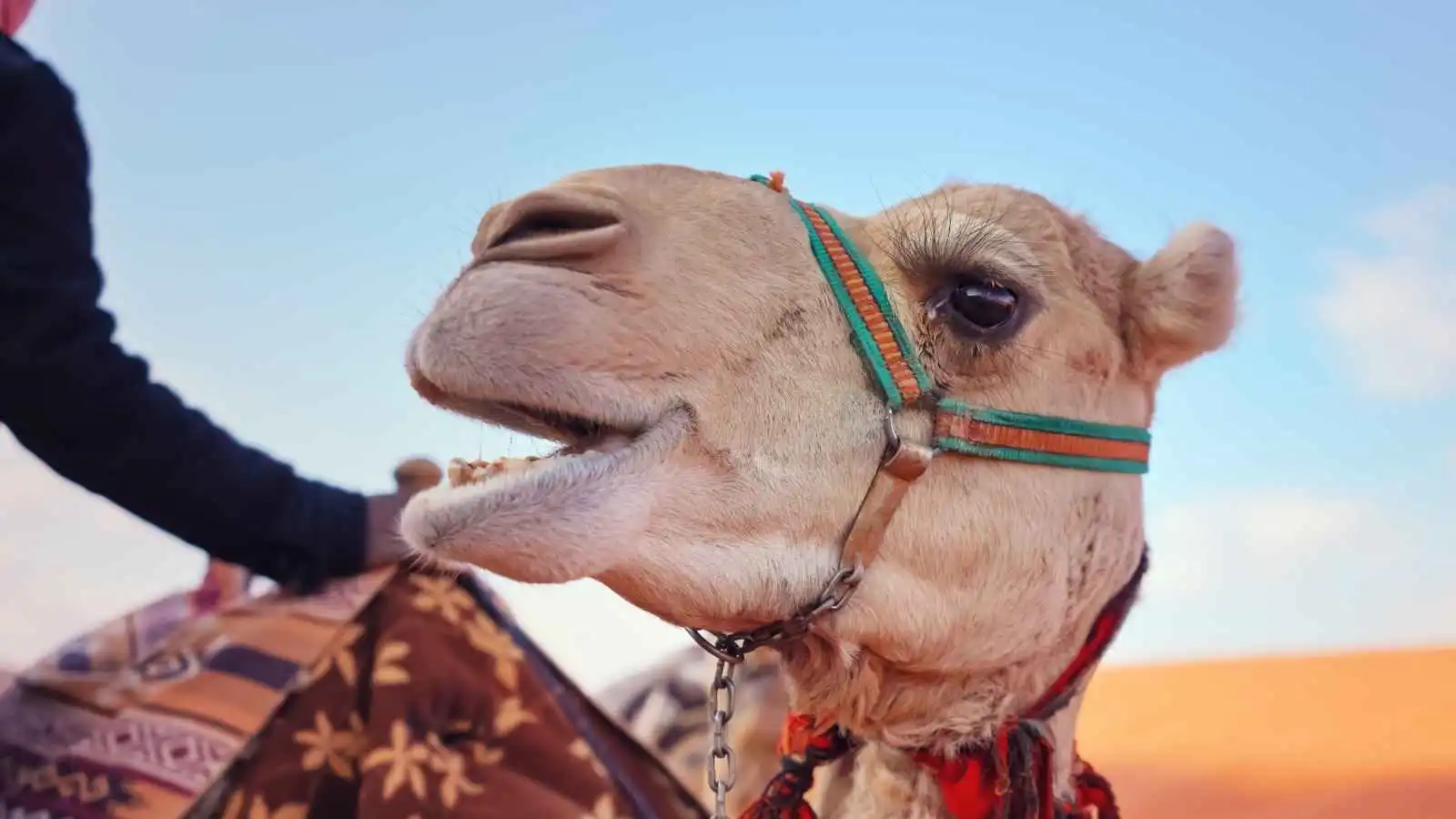 تفسير رؤيا الجمل يتكلم مع الحالم وعلاقته بالقوة والتحمل
