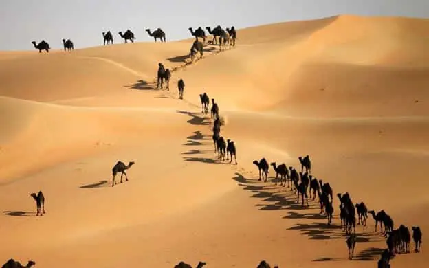 صحراء ليوا