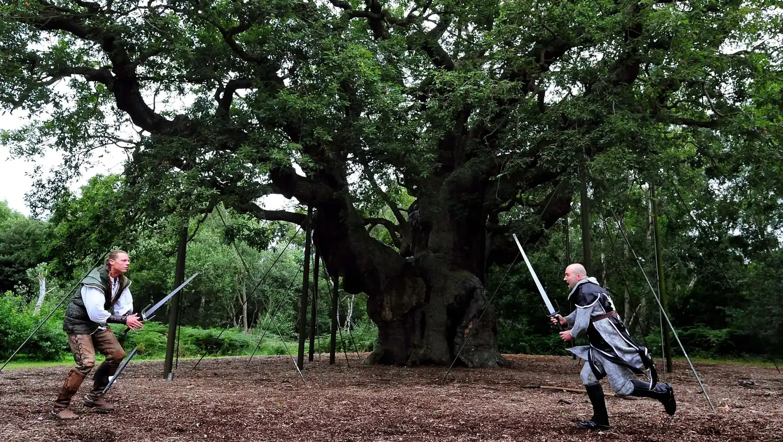 شجرة روبن هود