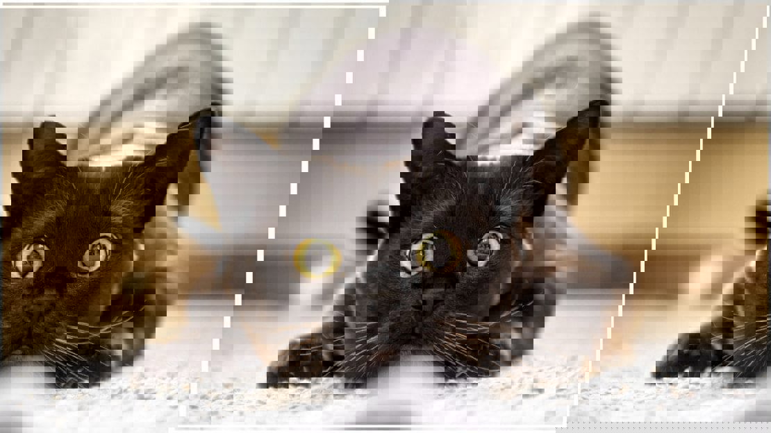 4c8a46da-6d1a-481f-b10c-278232b858b6