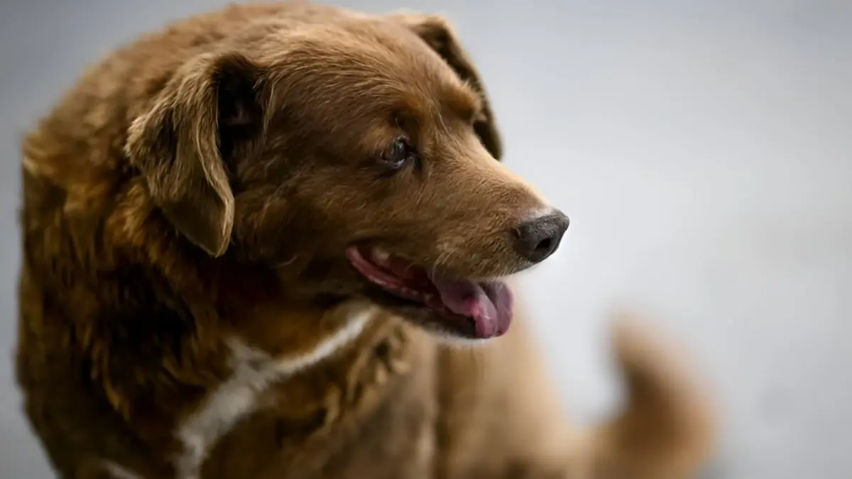 نفوق "بوبي".. الكلب الأطول عمرا في العالم