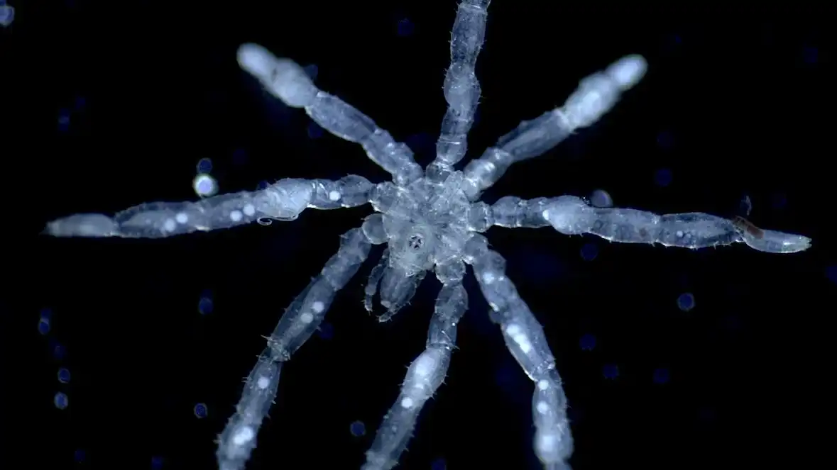 sea spiders