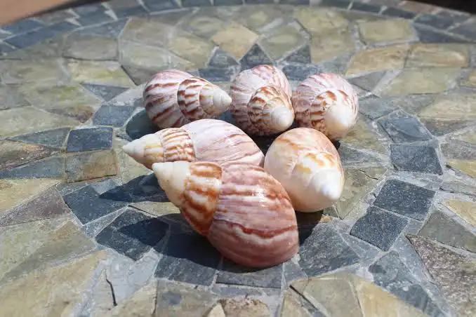 land snail shells