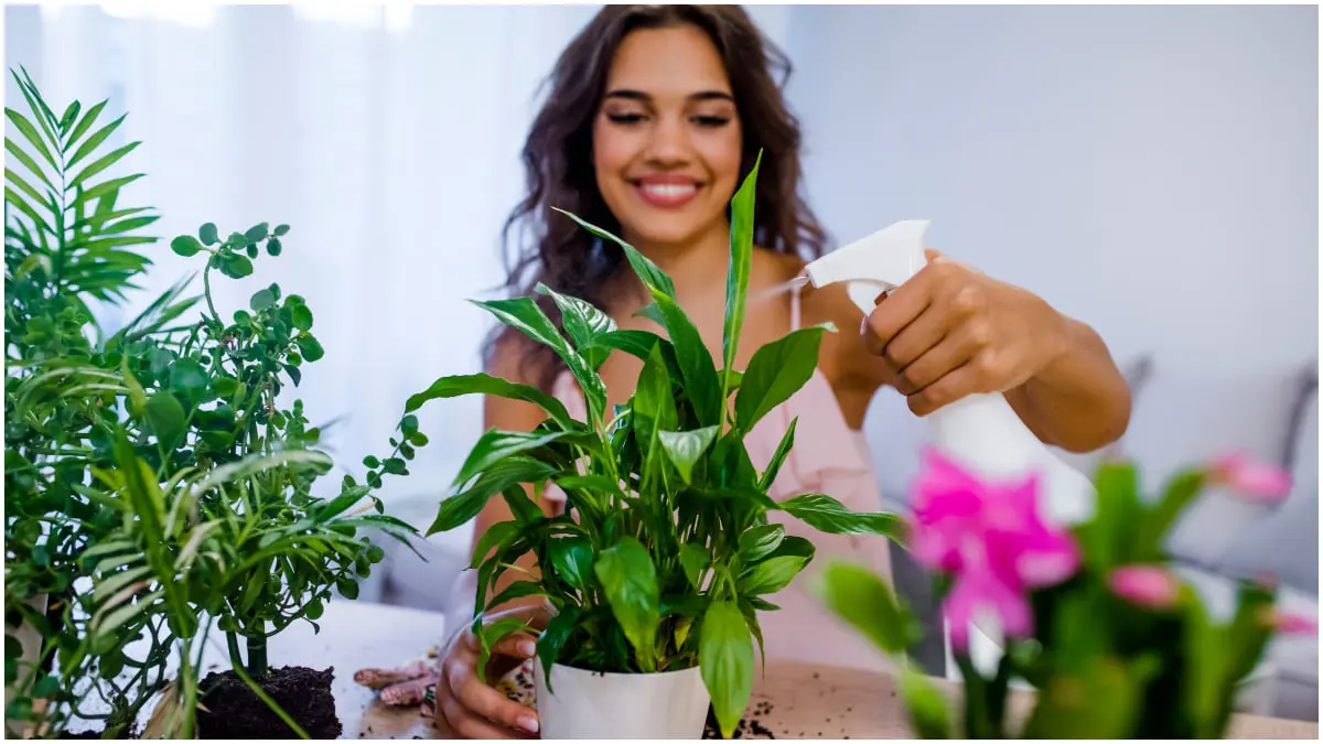 ما هو أفضل وقت لريّ نباتاتك المنزلية؟