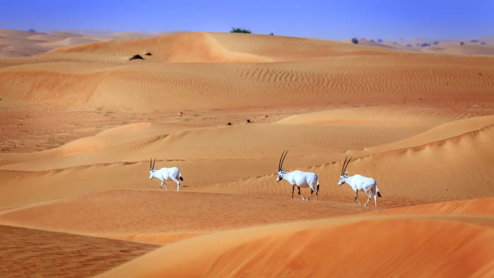 محمية دبي الصحراوية 