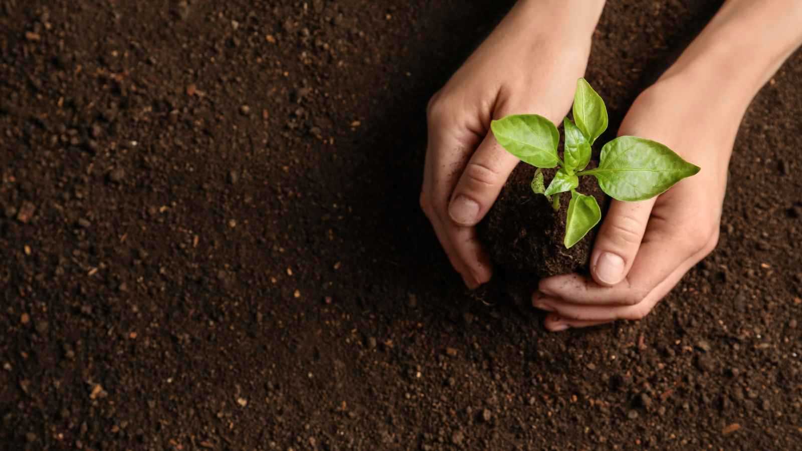 الحلم بزراعة شجرة.. مواجهة وطموحات