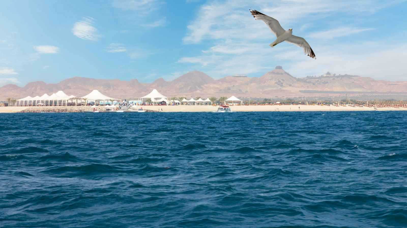 جزيرة صير بني ياس عالم من التجارب المتنوعة 