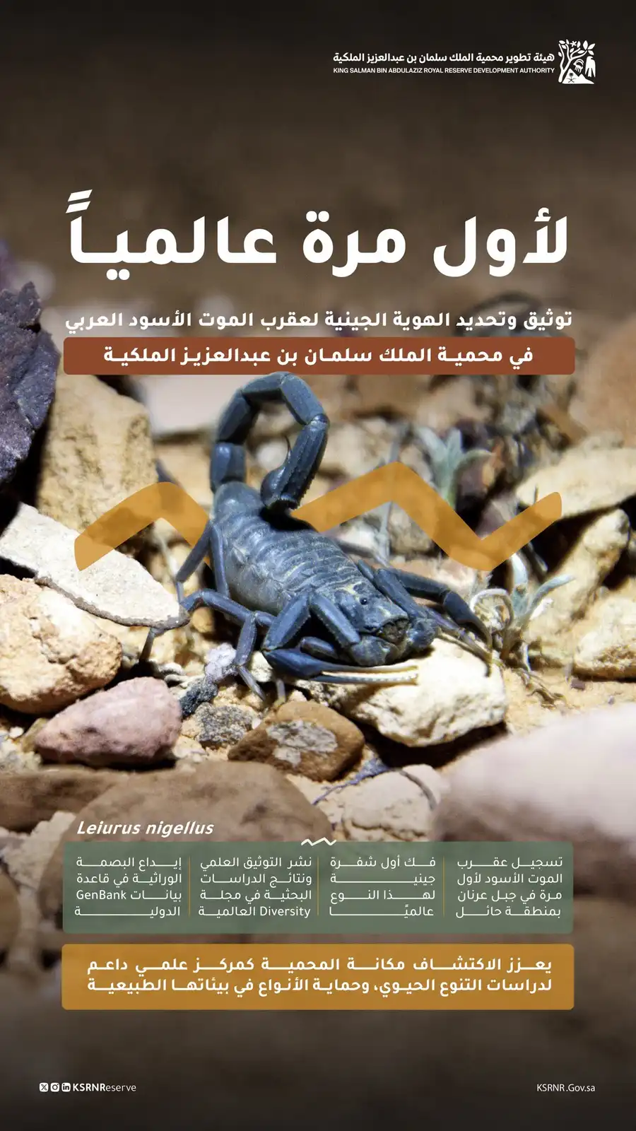 عقرب الموت الأسود