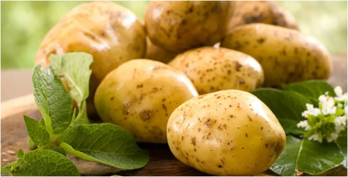 ما حقيقة المادة الخضراء في البطاطا؟.. وما مدى خُطورتها؟
