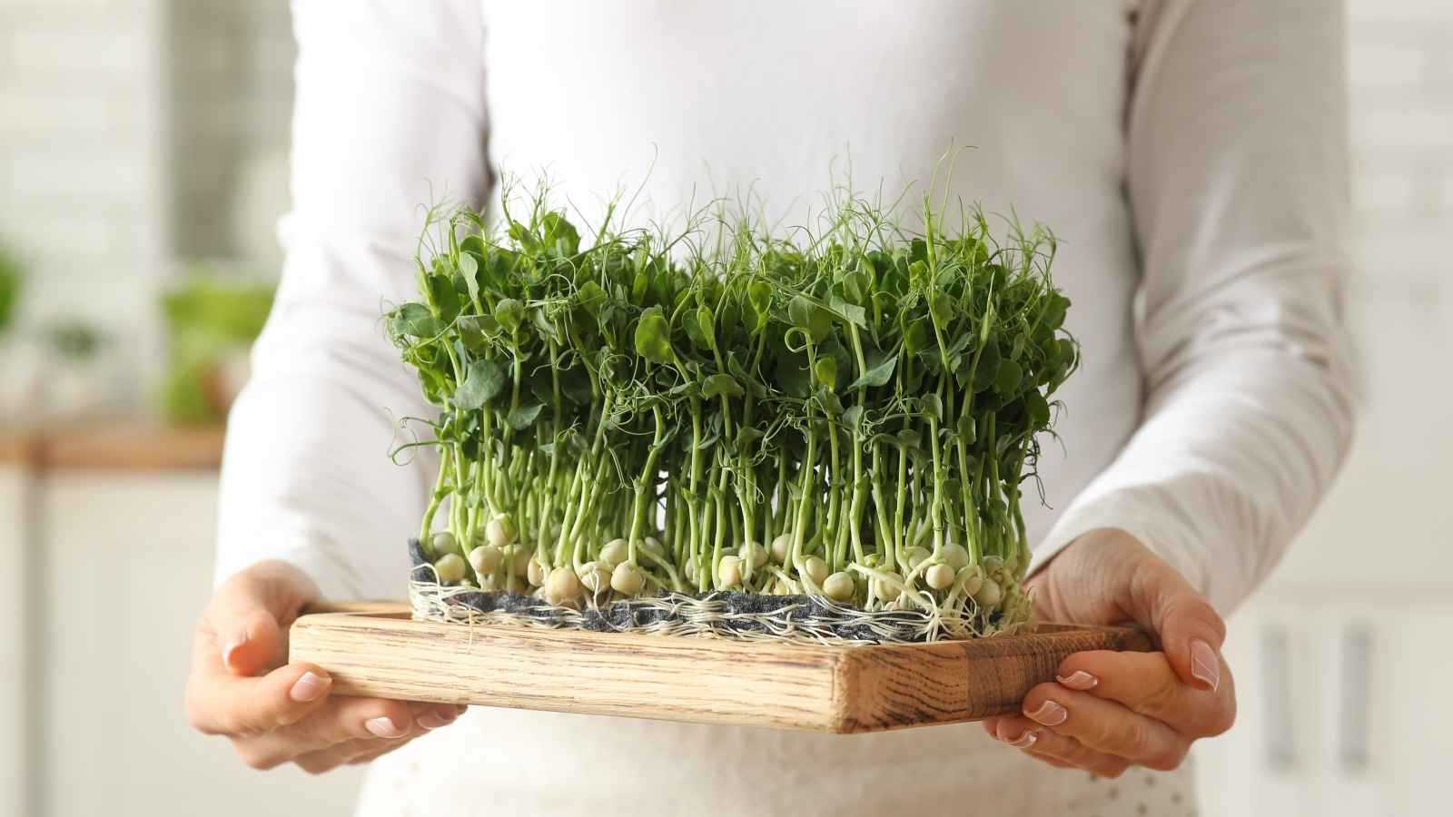 خضراوات المايكرو وفوائدها الصحية