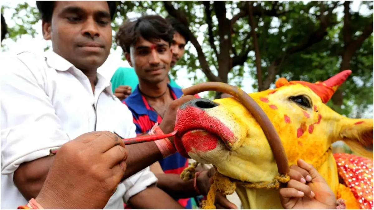 الهند تغير اسم عيد الحب لـ "يوم عناق البقر"