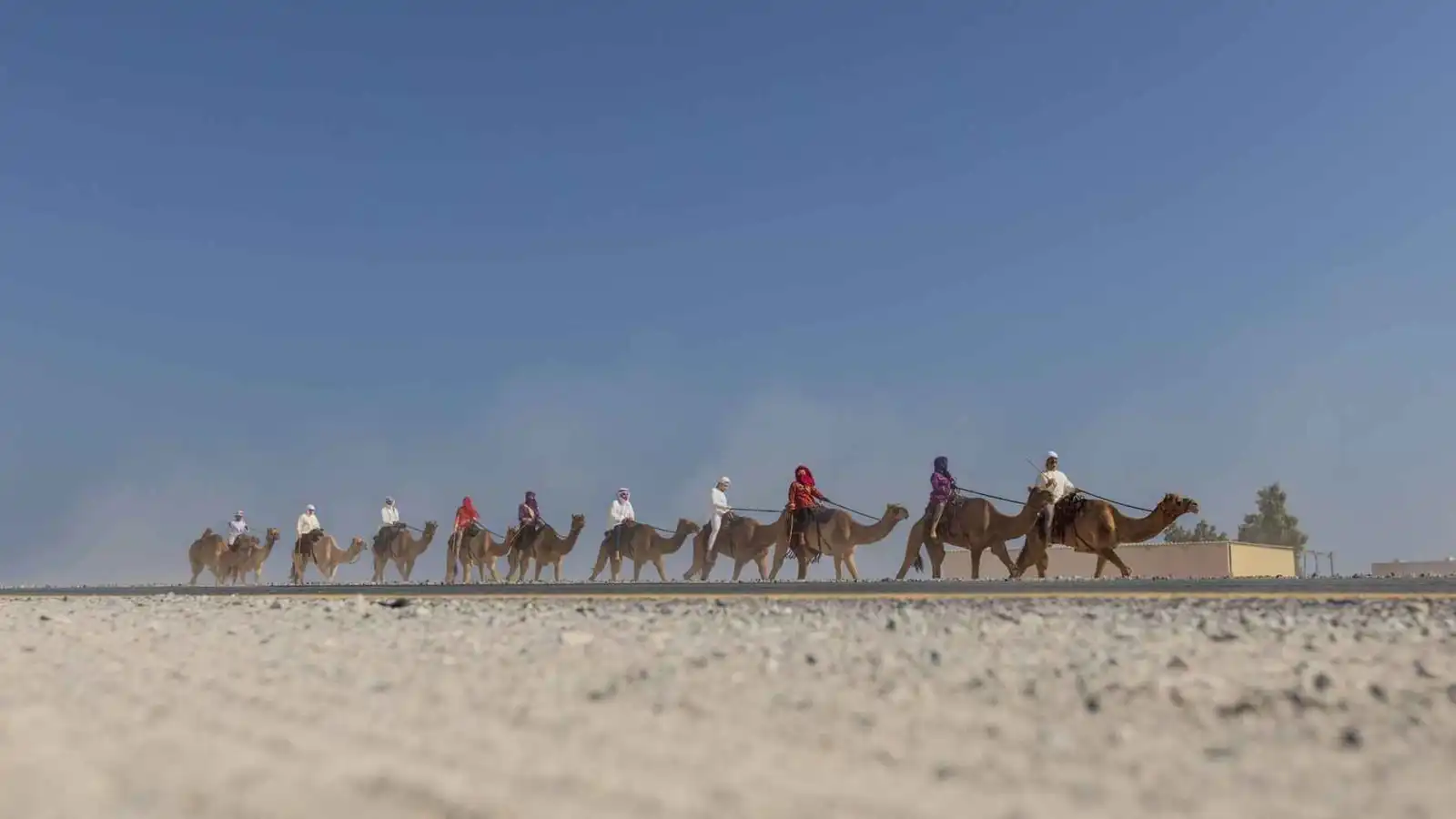"رحلة الهجن من أبو ظبي إلى دبي" حفظ الموروث الإماراتي وإبراز تفاصيله