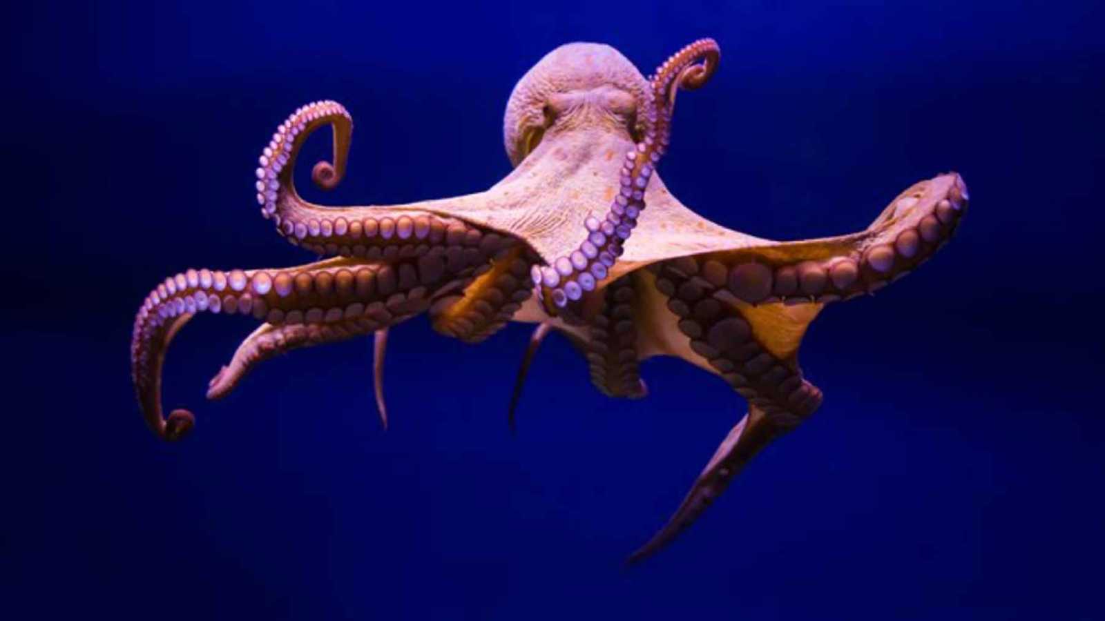 أخطبوط عملاق حكم محيطات الأرض القديمة 