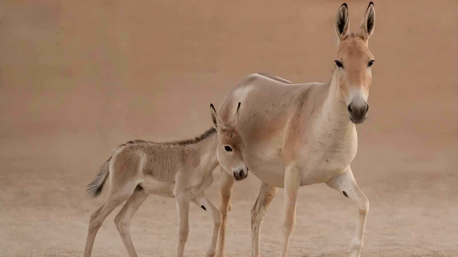 حيوان مهدد بالانقراض يعود للحياة في صحراء السعودية