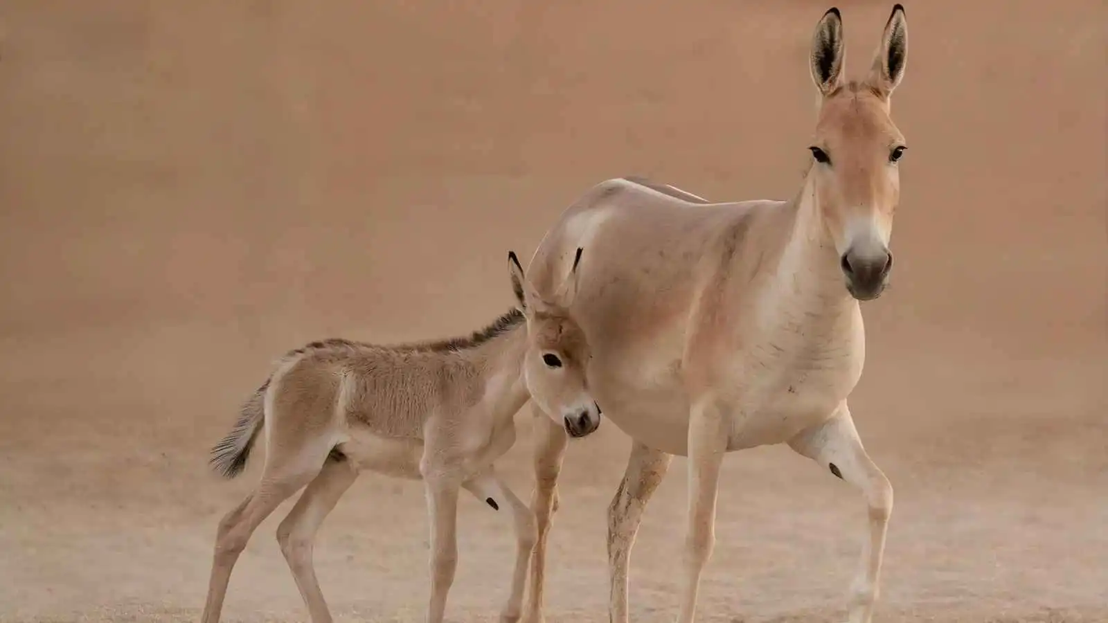 حيوان مهدد بالانقراض يعود للحياة في صحراء السعودية