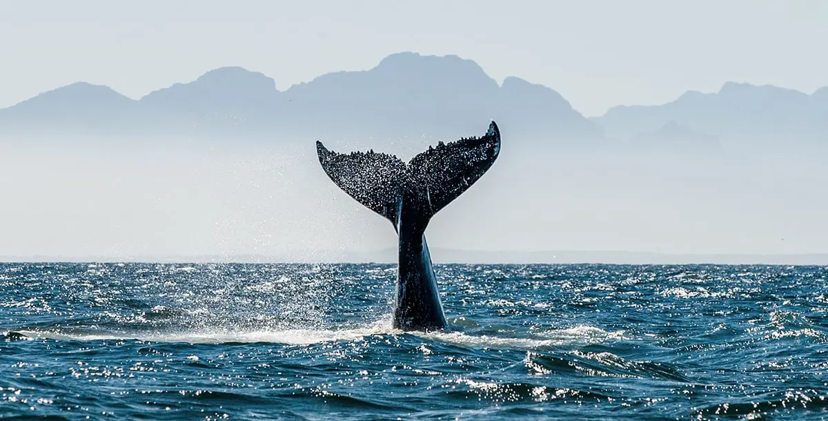 الحوت الأزرق.. حقائق مذهلة عن أضخم كائن حي على وجه الكرة الأرضية!