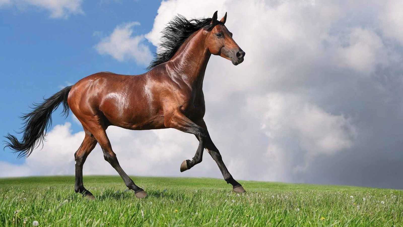 خيول مذعورة تجوب شوارع روما