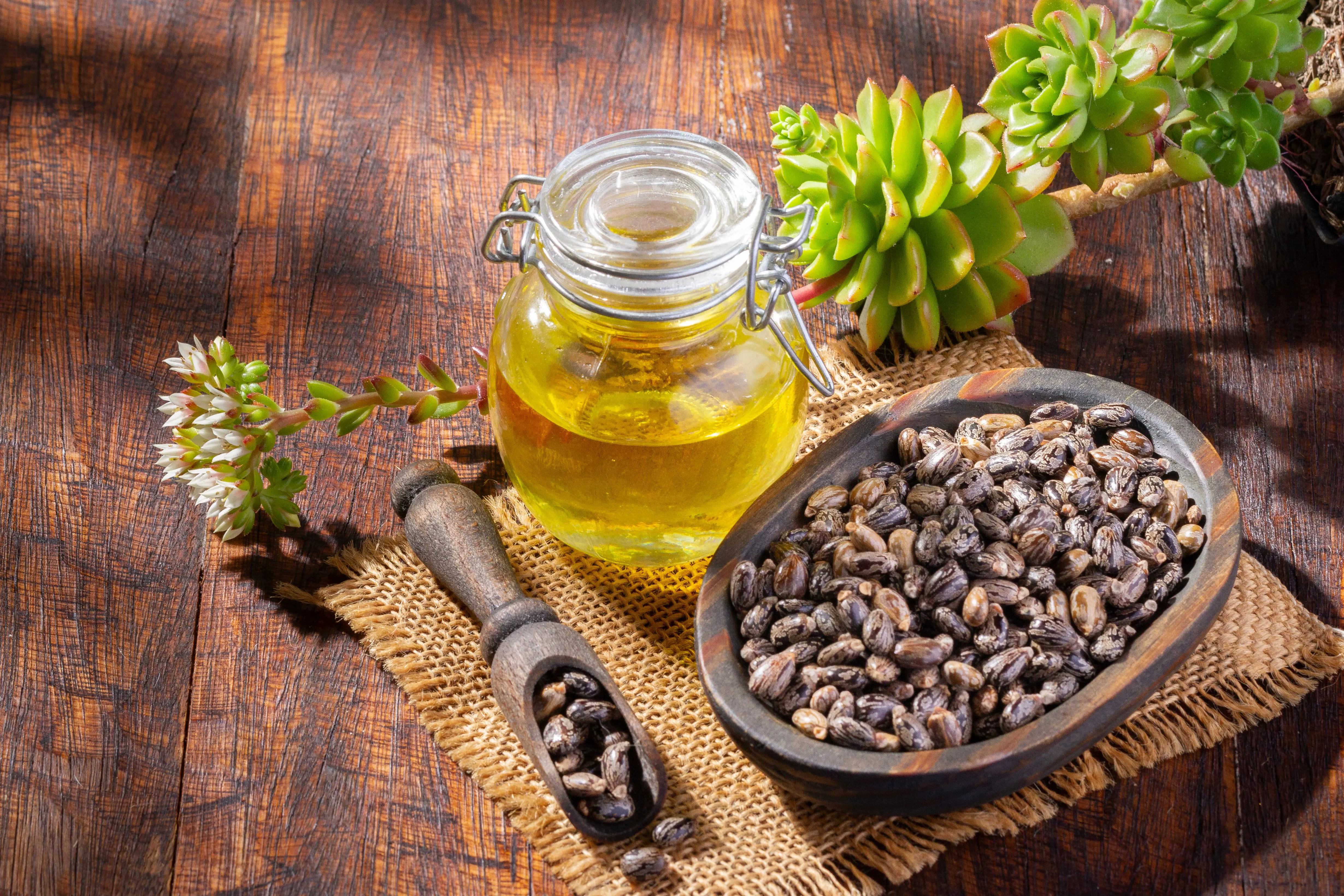 متداولة