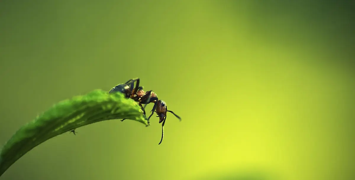 قرصة النملة أفضل وسيلة للريجيم!