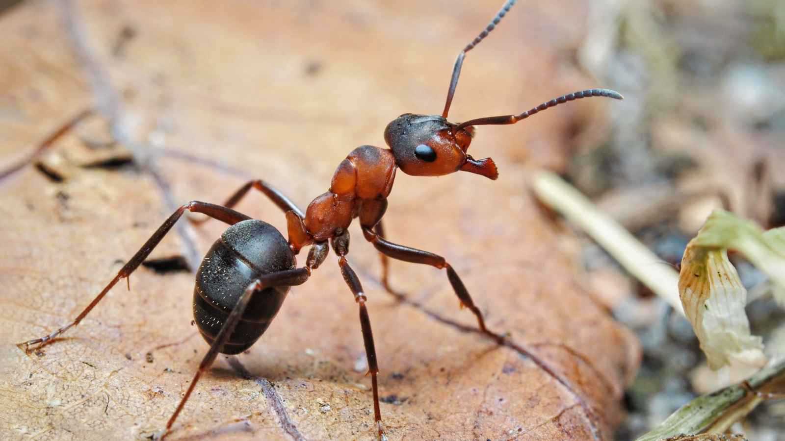 مصير صيني حاول تهريب نمل حي عبر المطار