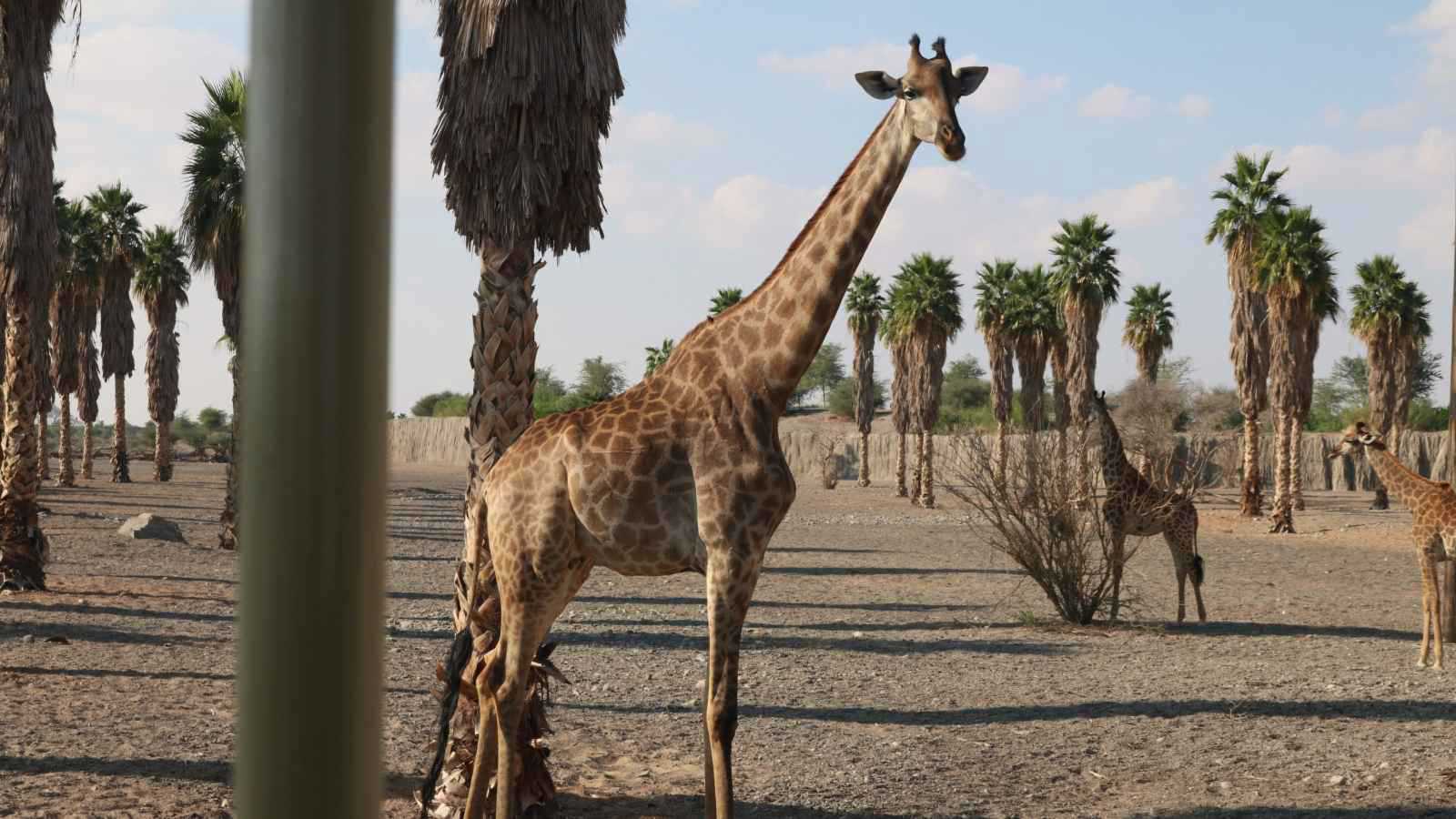 دليل زيارة سفاري الشارقة أكبر سفاري خارج إفريقيا 