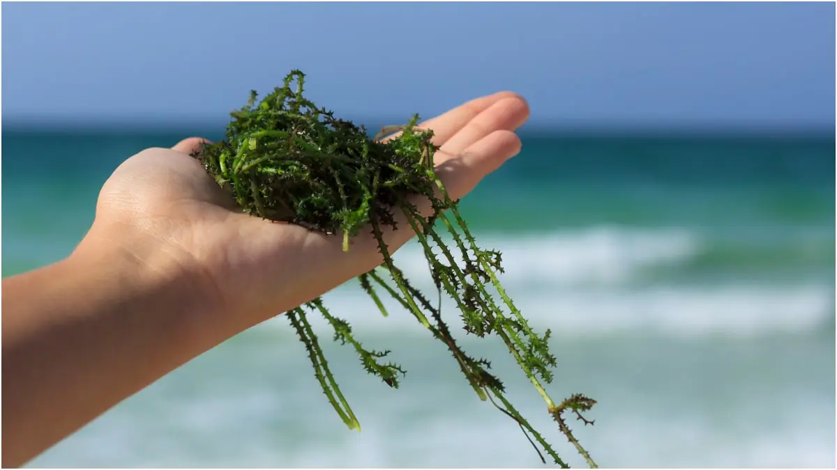 كيف تساعد الأعشاب البحرية في حل مشاكل البشرة؟