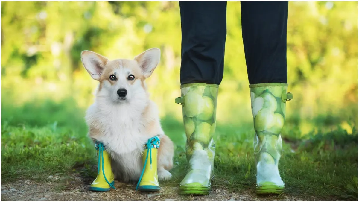 هل يجب أن ينتعل كلبك حذاءً في النزهات الخارجية؟