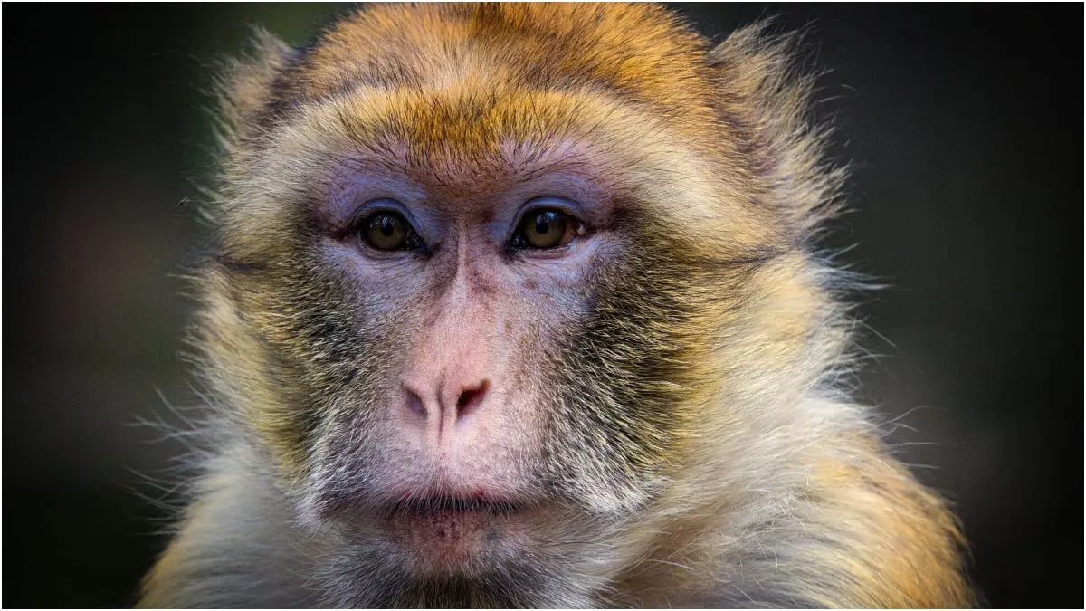 ما هو الفيروس "القردي" الذي شغل العالم بعدما قتل طبيبا؟