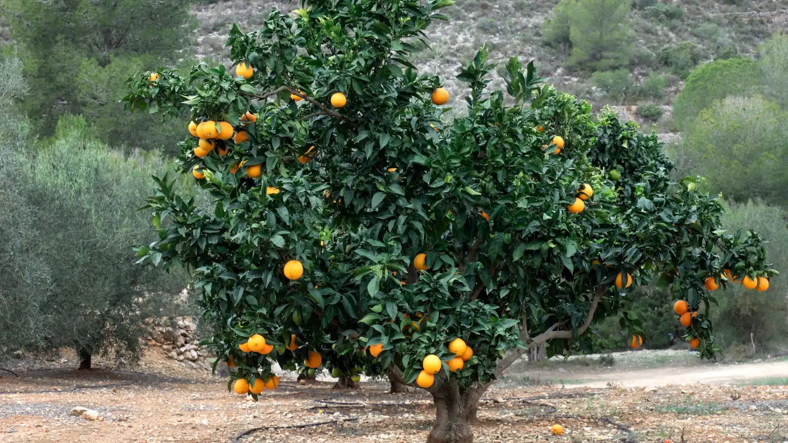 أشجار البرتقال المر في إسبانيا