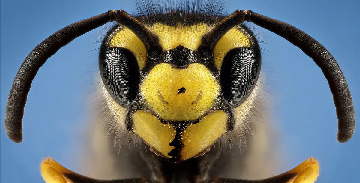 لدغة النحل.. أحدث علاج للأكزيما!