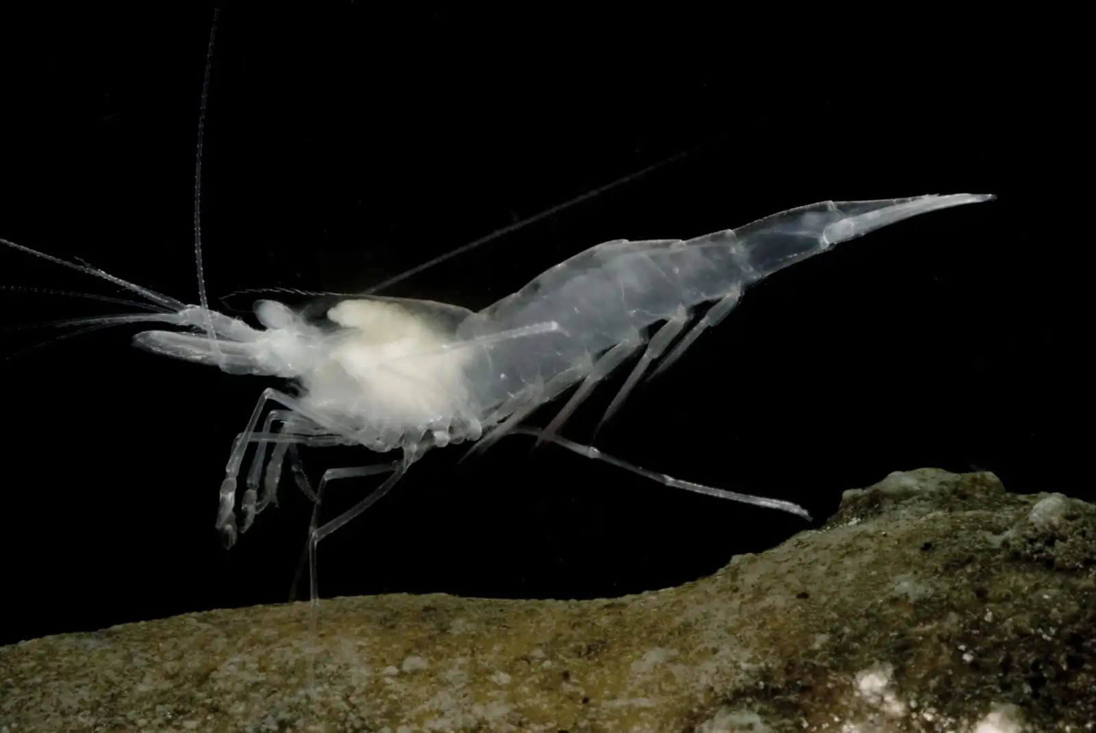 alabama cave shrimp