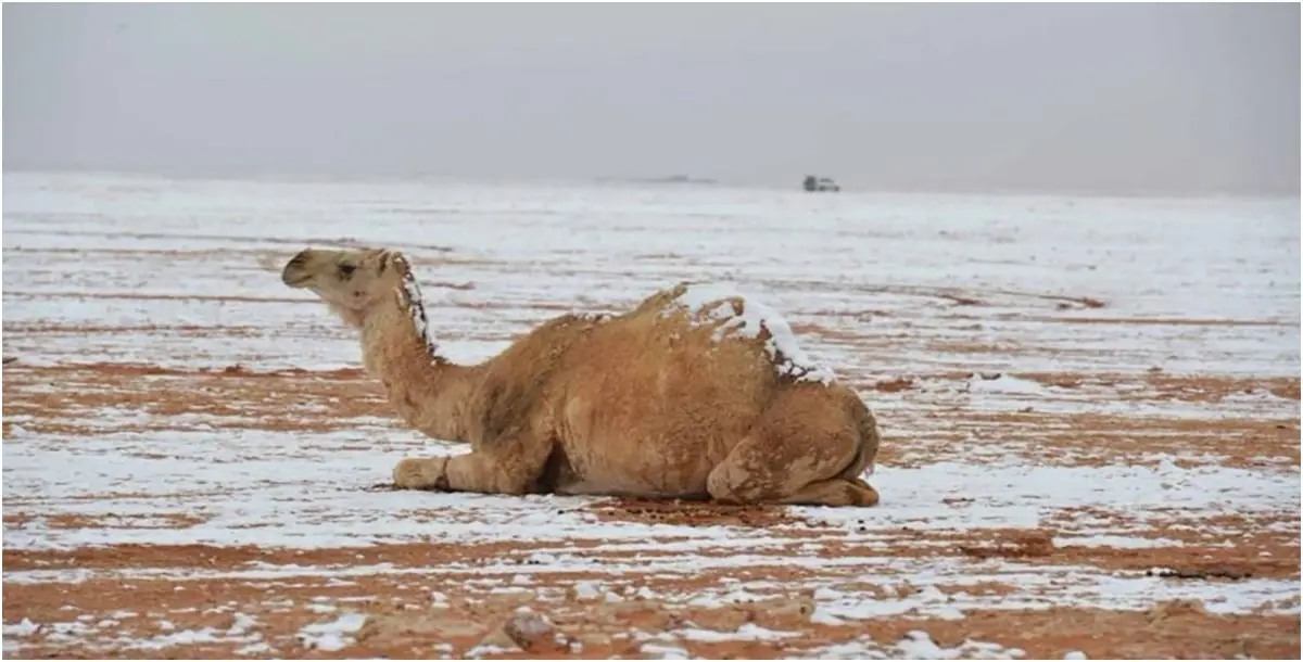 مشاهد "نادرة" من السعودية.. الثلوج تغطي ظهور الجمال 