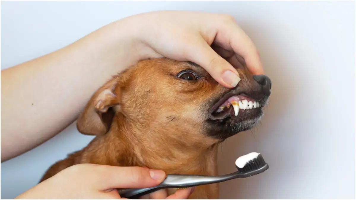 كيف يمكنك تنظيف أسنان كلبك الأليف؟