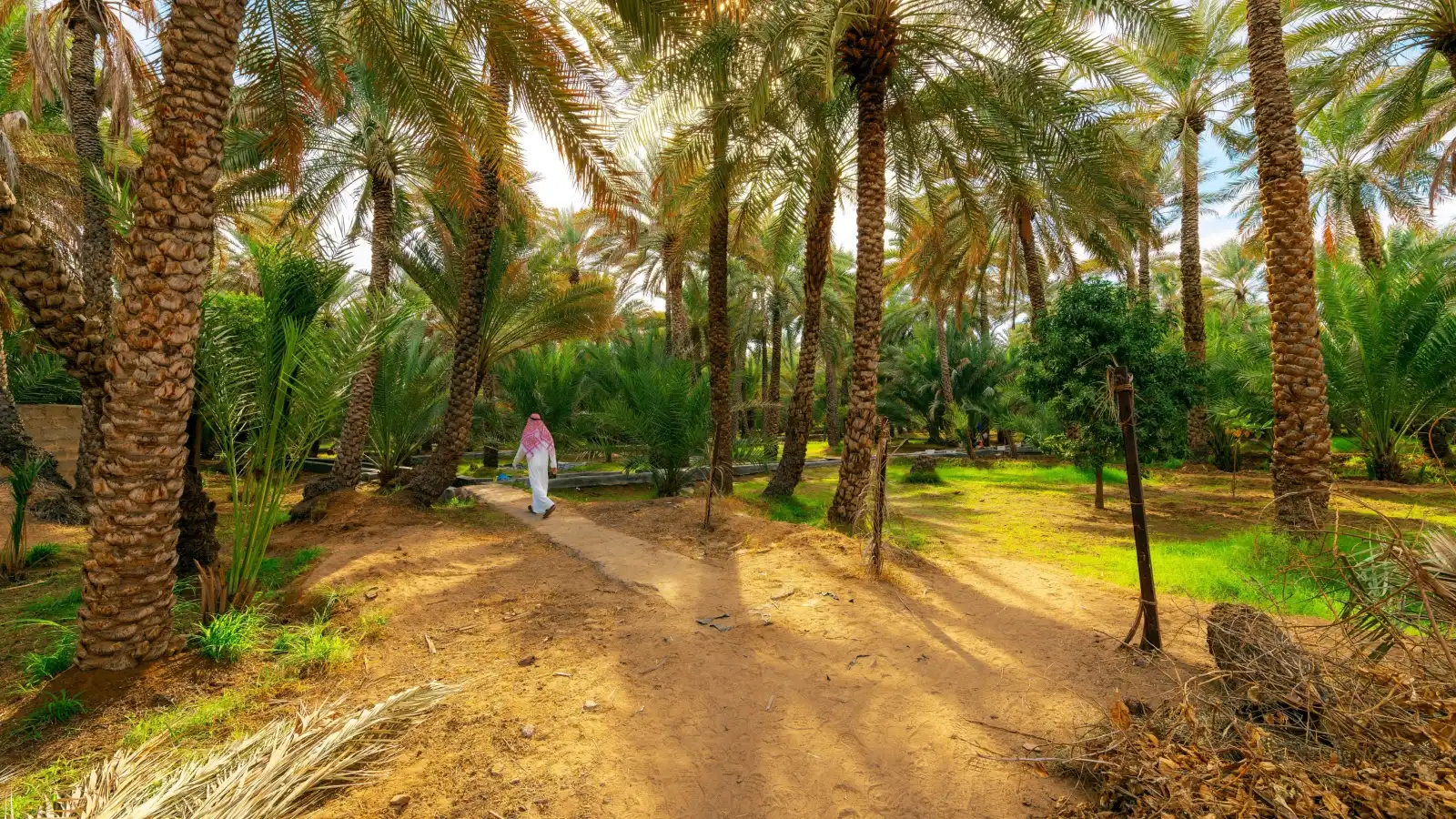 واحة العين في أبوظبي