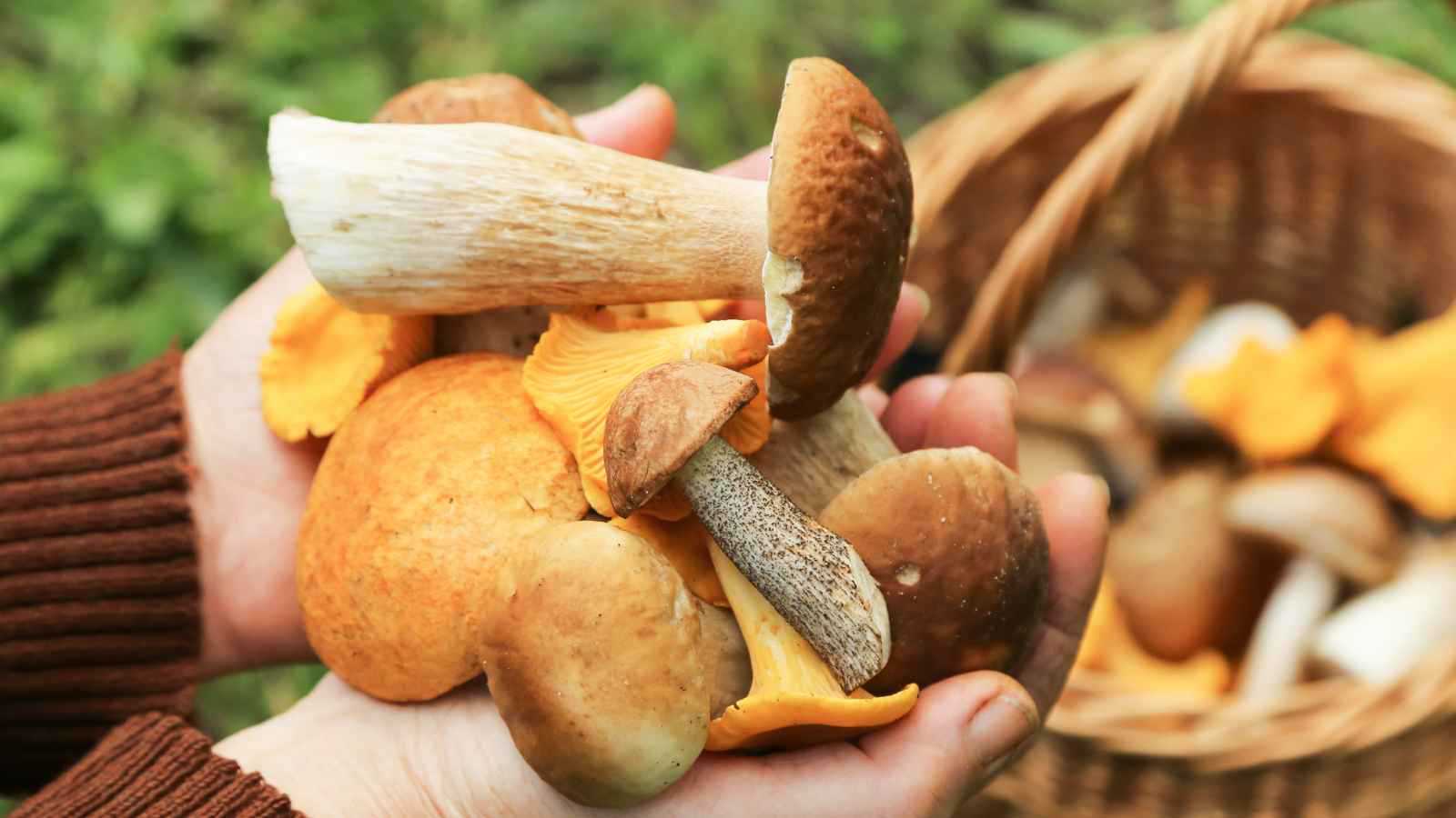 تفسير الحلم بتناول الفطر.. تحذير من المخاطر
