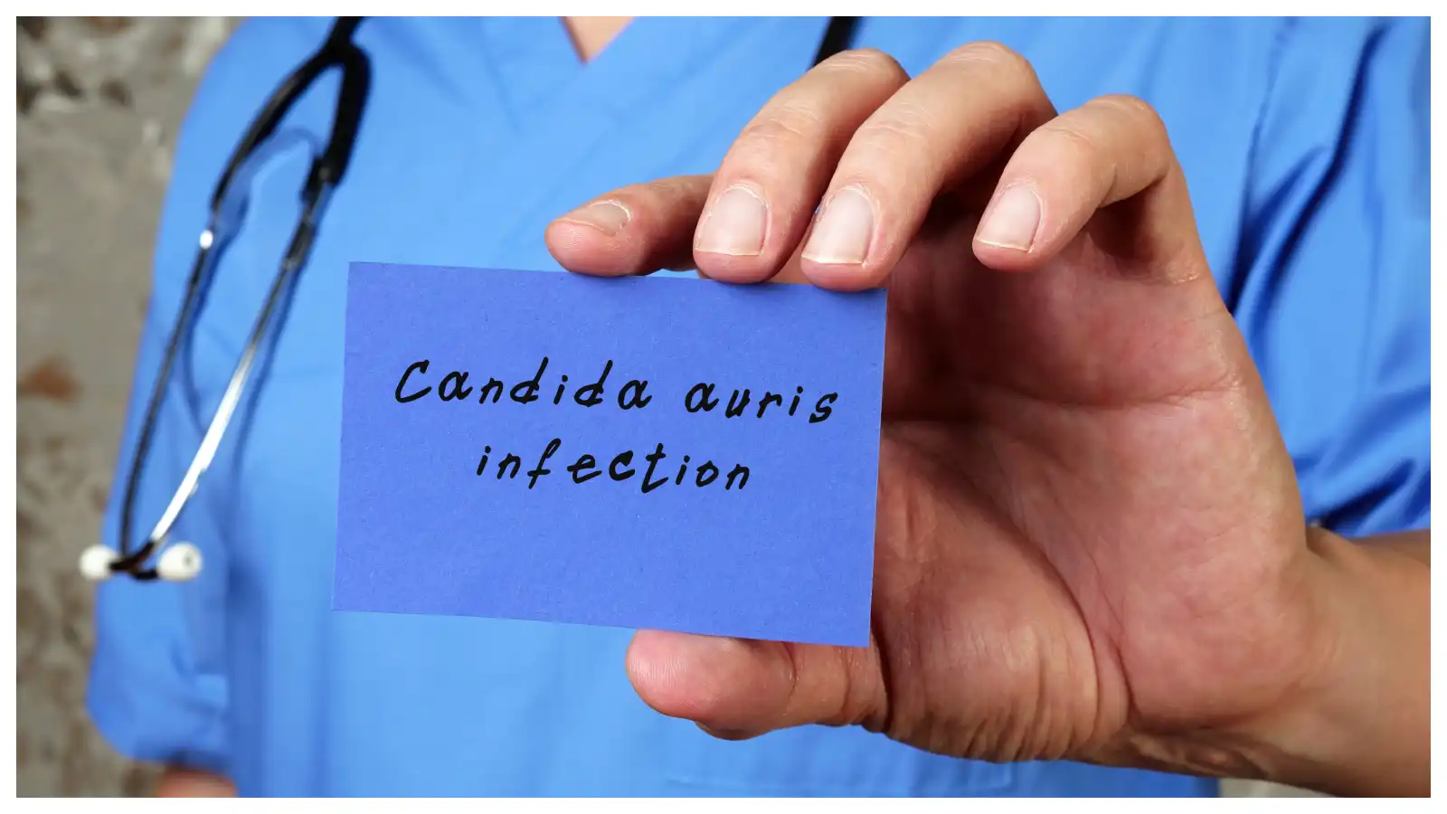 candida auris