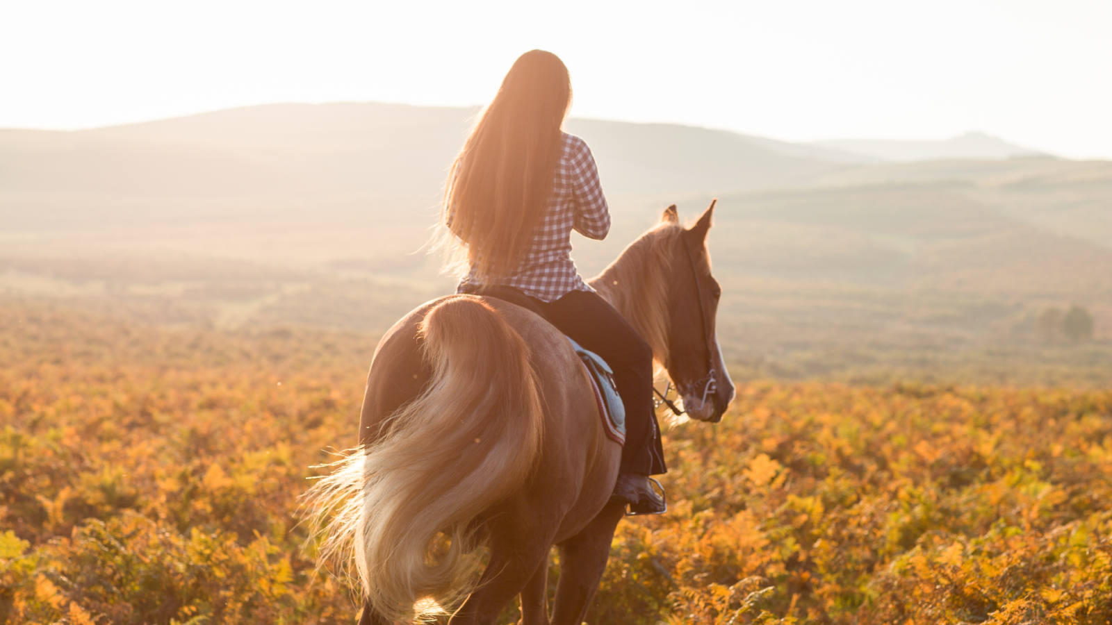 العلاج بالخيل