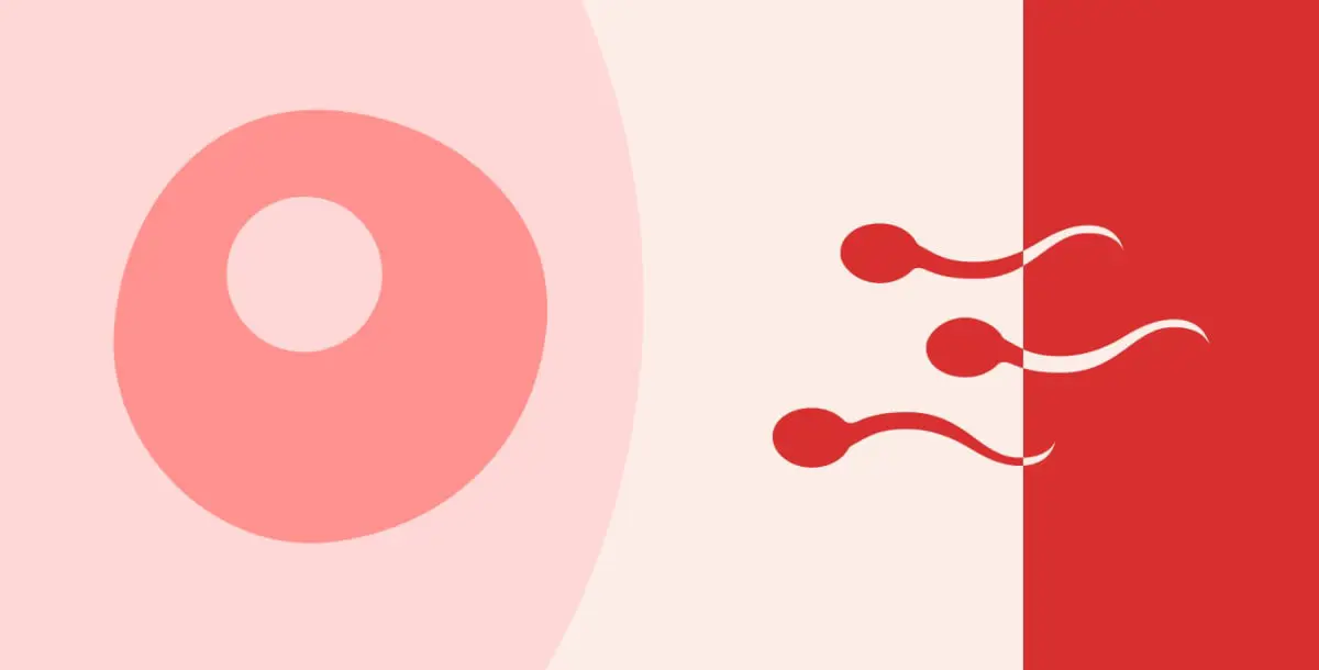 هل ممكن أن يحدث الحمل خلال الدورة الشهرية؟